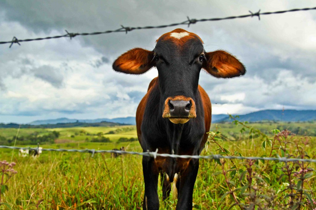 Latin America Travel Photography by Jamie Killen: Huila, Colombia