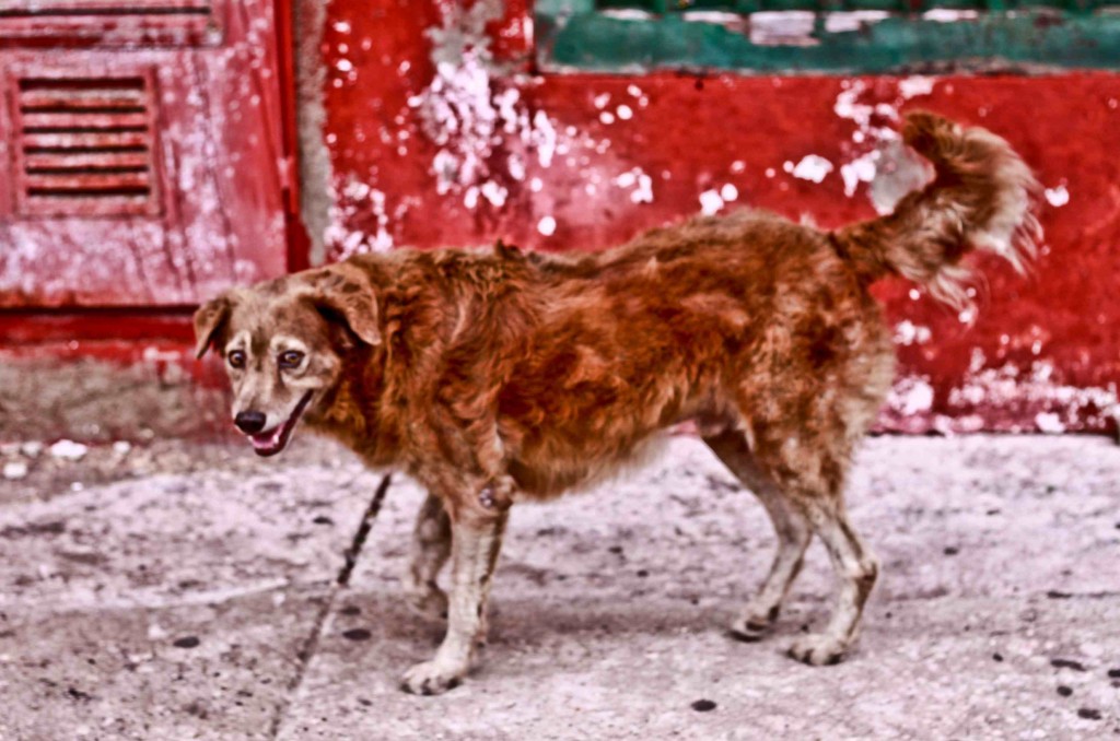 Latin America Travel Photography by Jamie Killen: Street scenes, Perros Callejeros Cartagena, Colombia