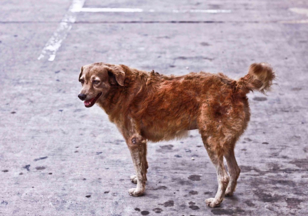 Latin America Travel Photography by Jamie Killen: Street scenes, Perros Callejeros Cartagena, Colombia