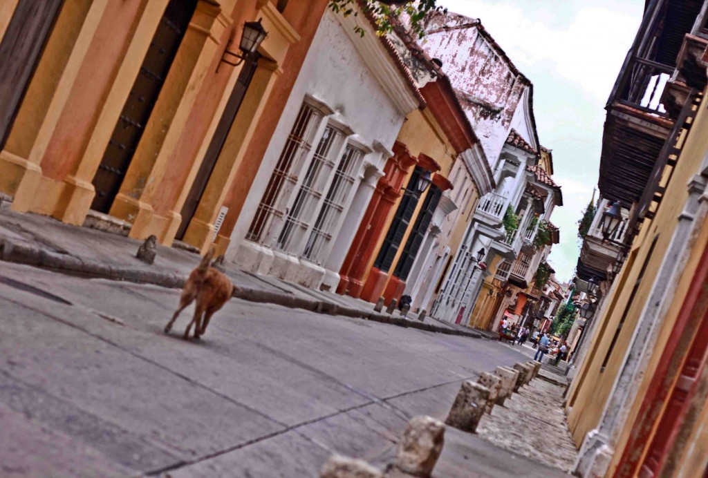 Latin America Travel Photography by Jamie Killen: Street scenes, Perros Callejeros Cartagena, Colombia