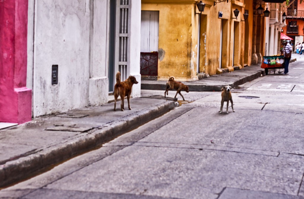 Latin America Travel Photography by Jamie Killen: Street scenes, Perros Callejeros Cartagena, Colombia