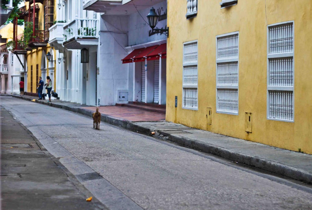 Latin America Travel Photography by Jamie Killen: Street scenes, Perros Callejeros Cartagena, Colombia