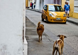 Latin America Travel Photography by Jamie Killen: Street scenes, Perros Callejeros Cartagena, Colombia
