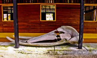 Latin America Travel Photography by Jamie Killen: Humback Whale Skull Isla de Gorgona