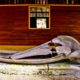 Latin America Travel Photography by Jamie Killen: Humback Whale Skull Isla de Gorgona
